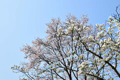 Magnolia amoena