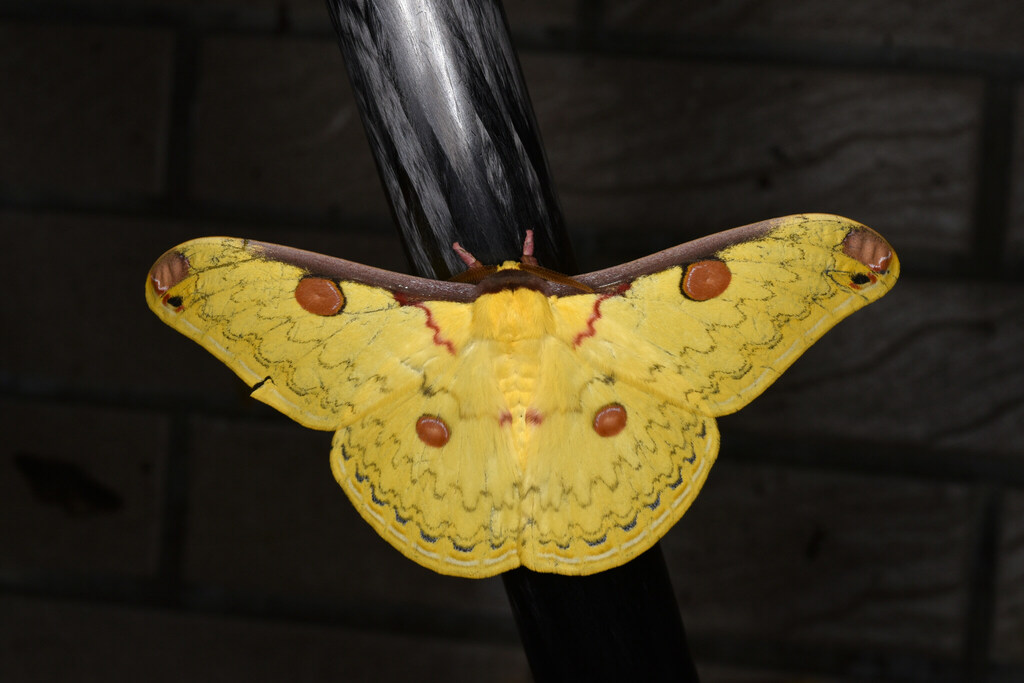 Loepa mirandula