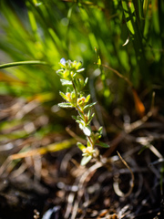 Veronica arvensis