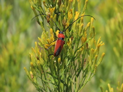 Crossidius coralinus