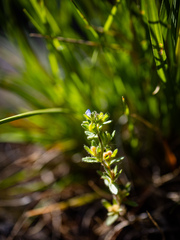 Veronica arvensis