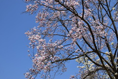 Magnolia amoena