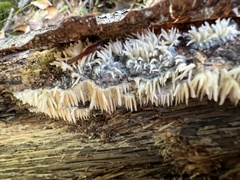 Radulomyces copelandii