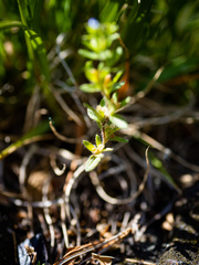 Veronica arvensis
