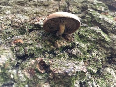 Callistosporium purpureomarginatum