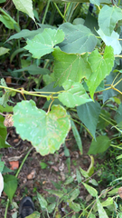 Ampelopsis cordata