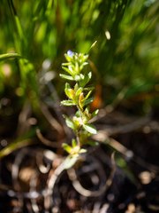 Veronica arvensis