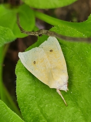 Xanthia icteritia