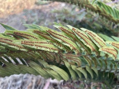 Polystichum