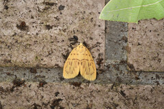 Stigmatophora karenkonis
