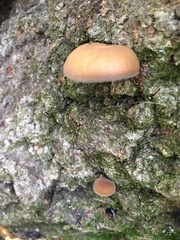 Callistosporium purpureomarginatum