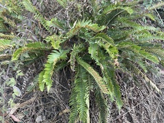 Polystichum