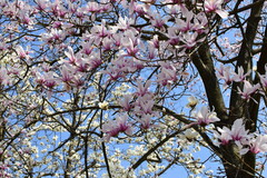 Magnolia amoena