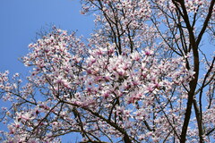 Magnolia amoena
