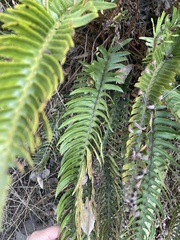 Polystichum