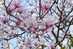 Magnolia amoena