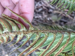 Polystichum