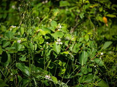Apocynum androsaemifolium