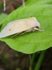 Xanthia icteritia