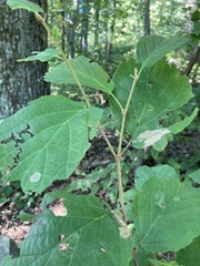 Hamamelis virginiana