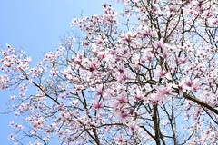 Magnolia amoena