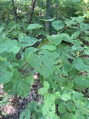 Hamamelis virginiana