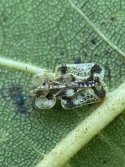 Corythucha juglandis