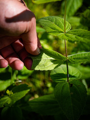 Helianthus divaricatus