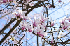 Magnolia amoena
