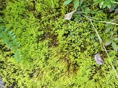 Aulacomnium palustre