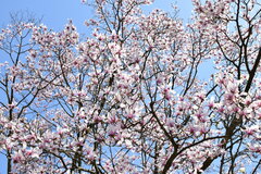 Magnolia amoena