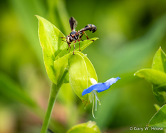 Physocephala sagittaria
