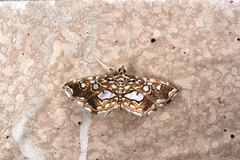 Paracymoriza taiwanalis