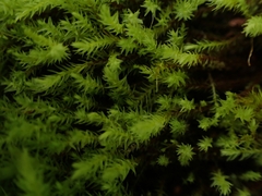 Aulacomnium palustre