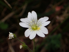 Cerastium arvense