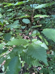 Carpinus caroliniana