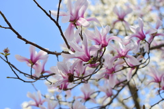 Magnolia amoena