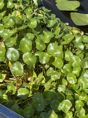 Hydrocotyle umbellata