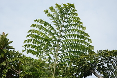 Caryota rumphiana
