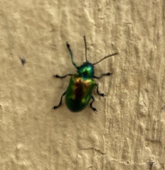 Chrysochus auratus
