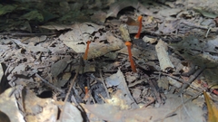 Hygrocybe cantharellus