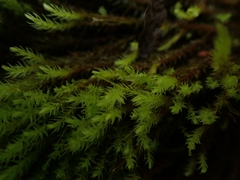 Aulacomnium palustre