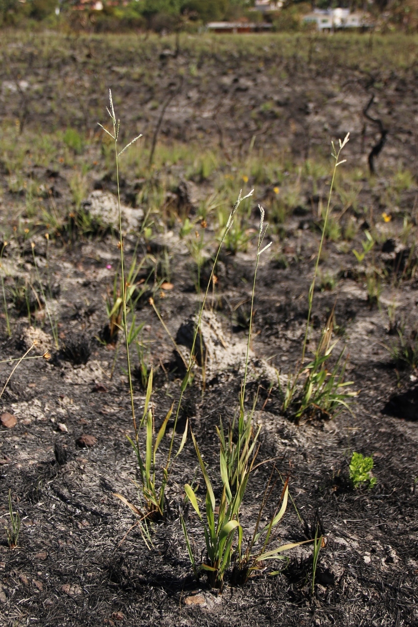 Paspalum erianthum