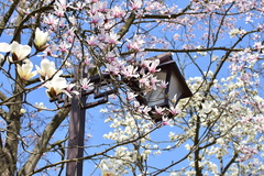 Magnolia amoena