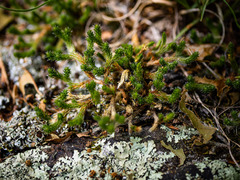 Selaginella rupestris