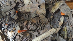 Hygrocybe cantharellus