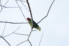 Geoffroyus geoffroyi