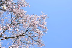 Magnolia amoena
