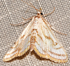 Parapoynx badiusalis