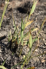Paspalum erianthum
